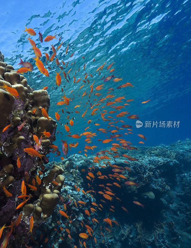 珊瑚礁上的橙色鱼