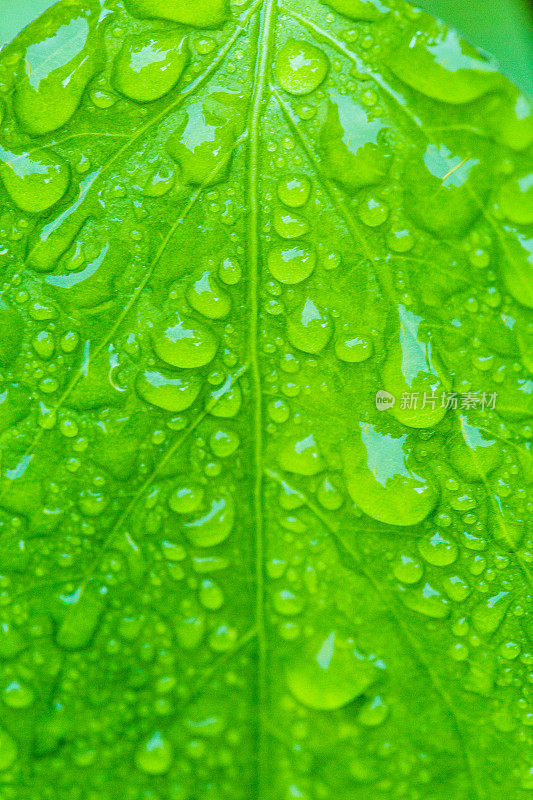 潮湿的绿叶背景与雨滴的水