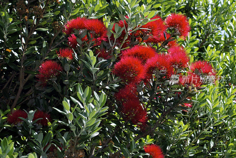 新西兰Pohutukawa