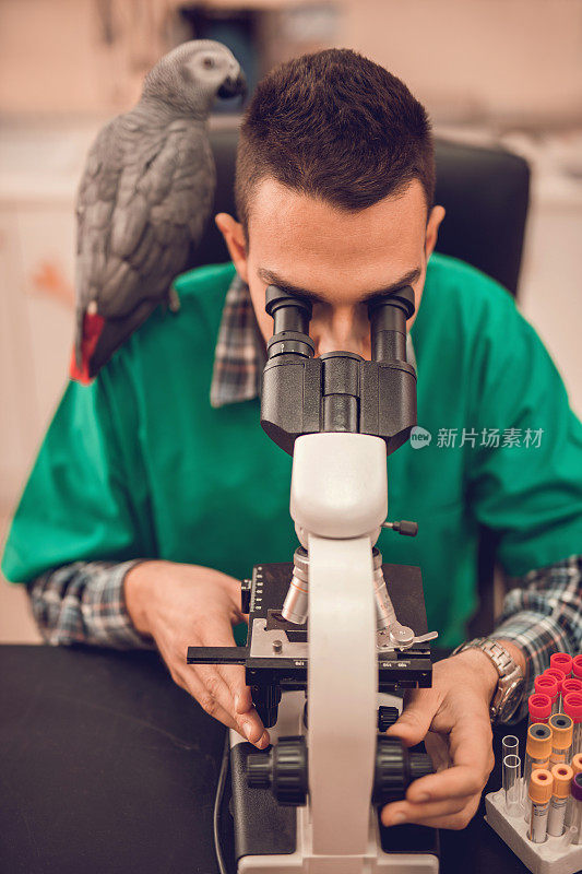 兽医带着一只灰色的鹦鹉在看显微镜。