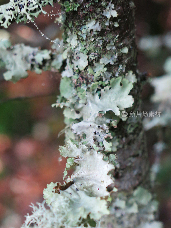 驯鹿，蜡纸地衣植物，阿迪朗达克，纽约