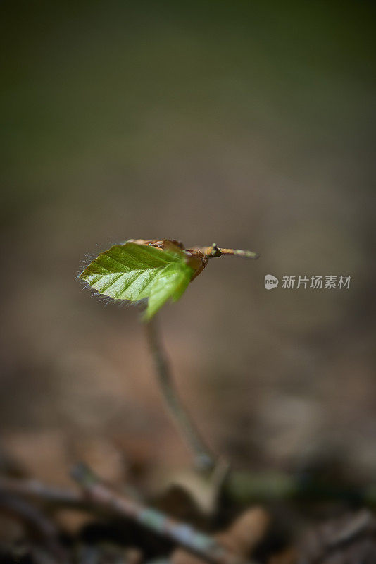 森林里新生的小山毛榉树