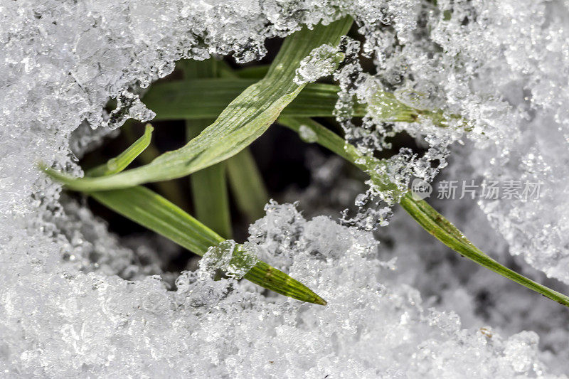 雪和草