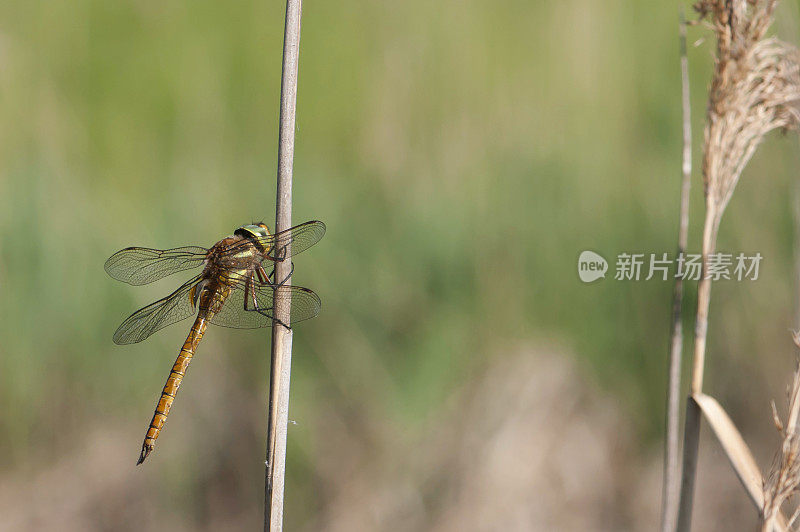 蜻蜓诺福克小贩