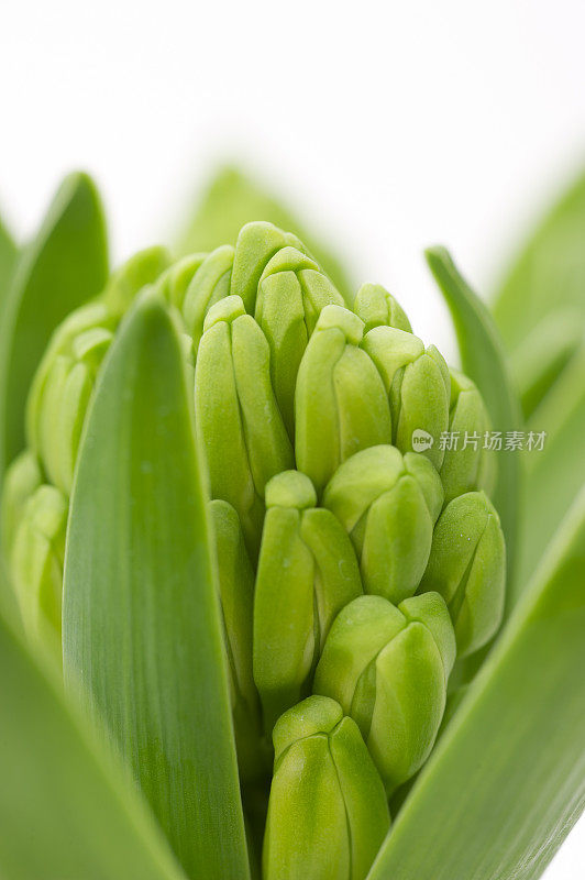 风信子花蕾特写