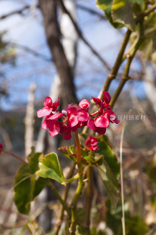 参观马德拉:美丽的花朵