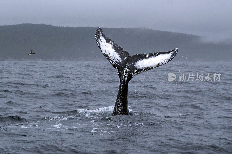 座头鲸在加拿大纽芬兰雾中的侥幸