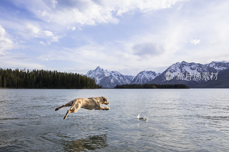 狗跳进湖里