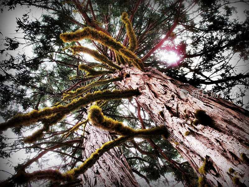 长苔藓的红杉树