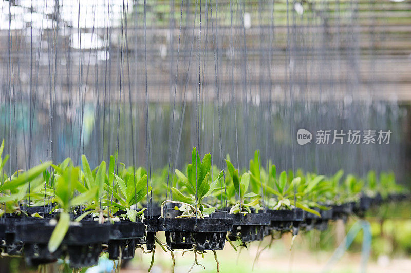 兰花植物苗圃