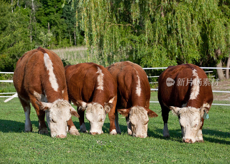 四头赫里福德奶牛在吃草