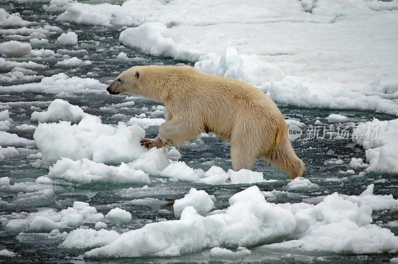 北极熊在冰上