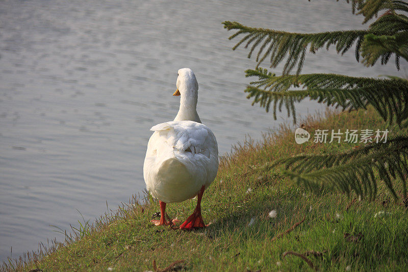 鸭子走路