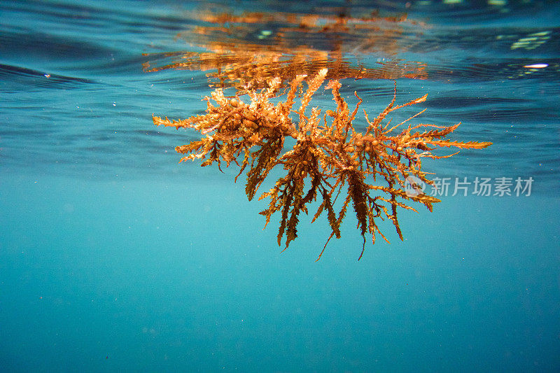 漂浮的海草漂浮在水面上