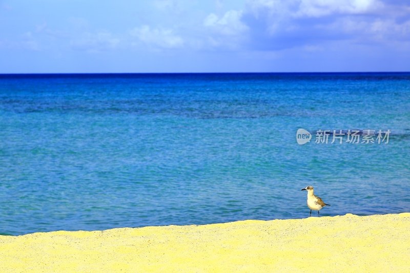 海鸥孤独:一只海鸟在看加勒比海的绿松石海