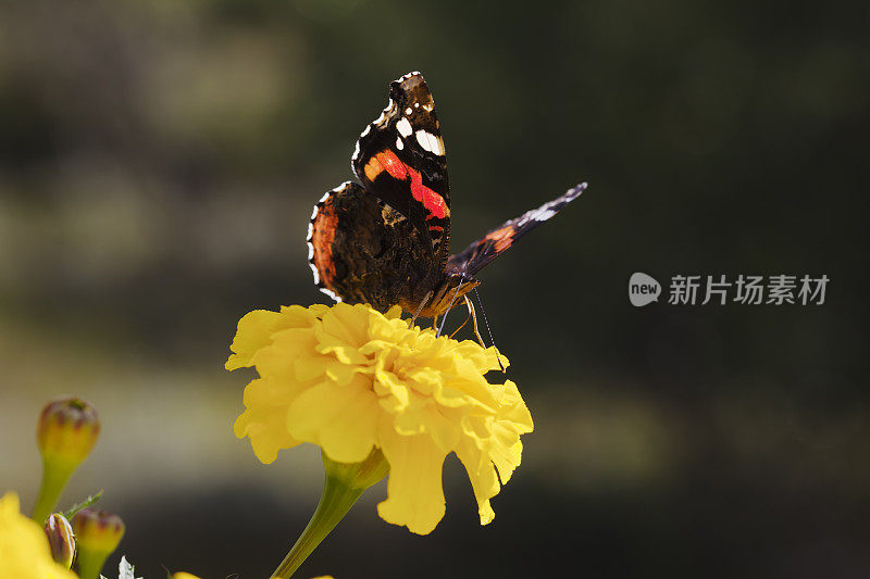 黄万寿菊上的蝴蝶。