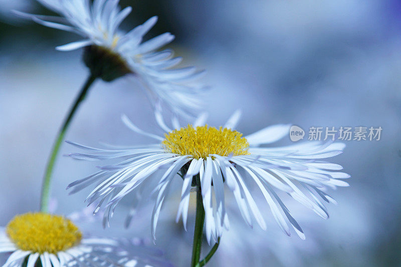 夏季玛格丽特