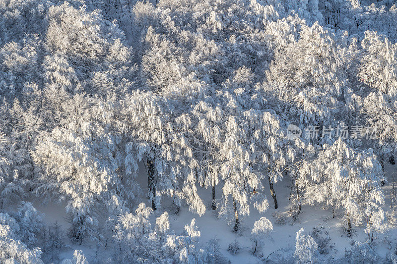 卡泰比的树木被雪覆盖