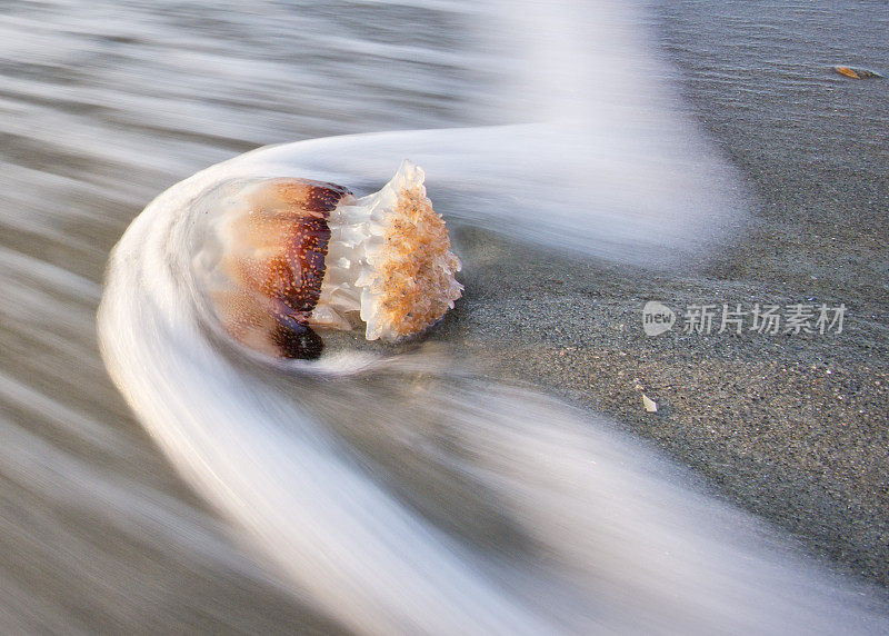 海蜇躺在沙滩冲浪运动模糊接近