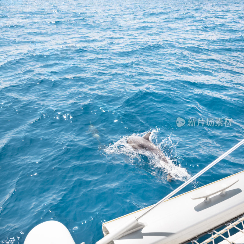 航行与海豚