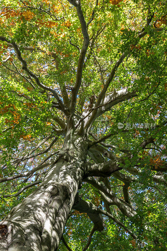 英国林地中的一棵秋天的树
