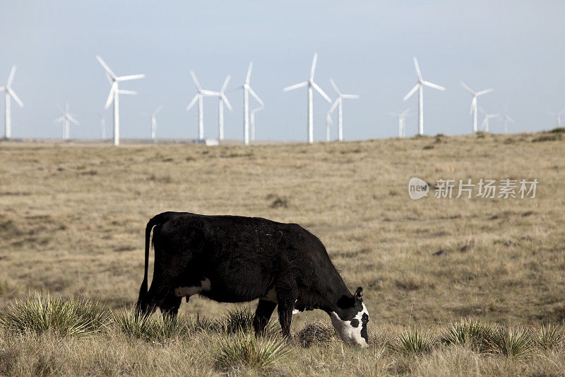 奶牛和风力农场波尼国家草原科罗拉多州