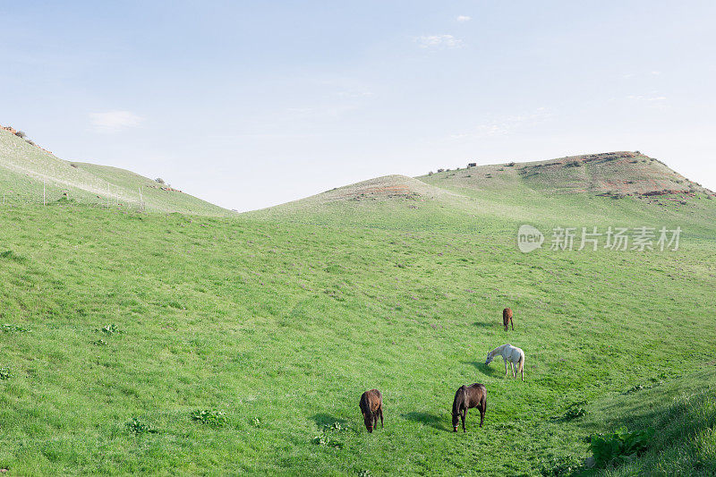 春天，马在山坡上吃草