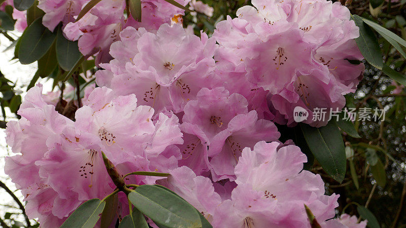 树开花特写镜头