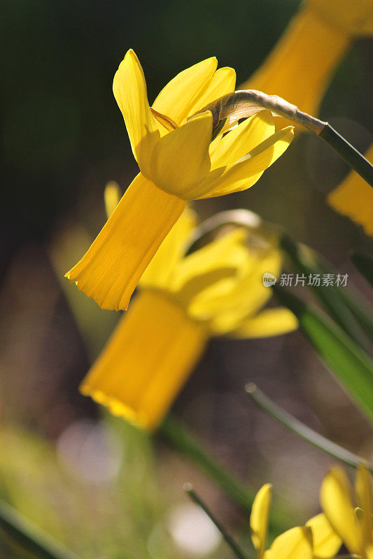 图像宏的阳光照亮明亮的黄色水仙花与反射花被