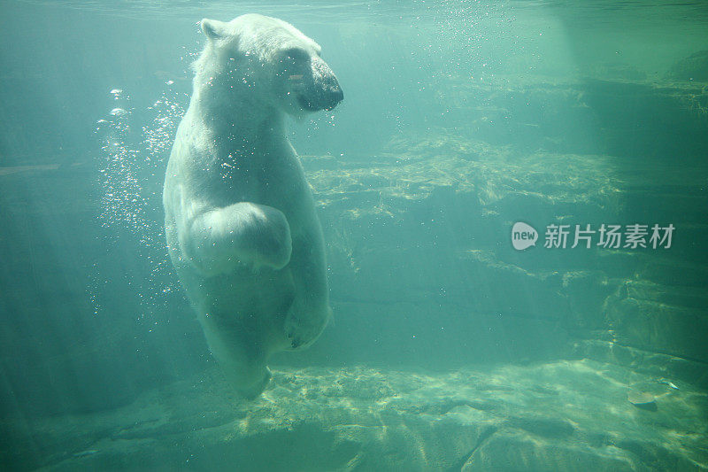 水下Polarbear