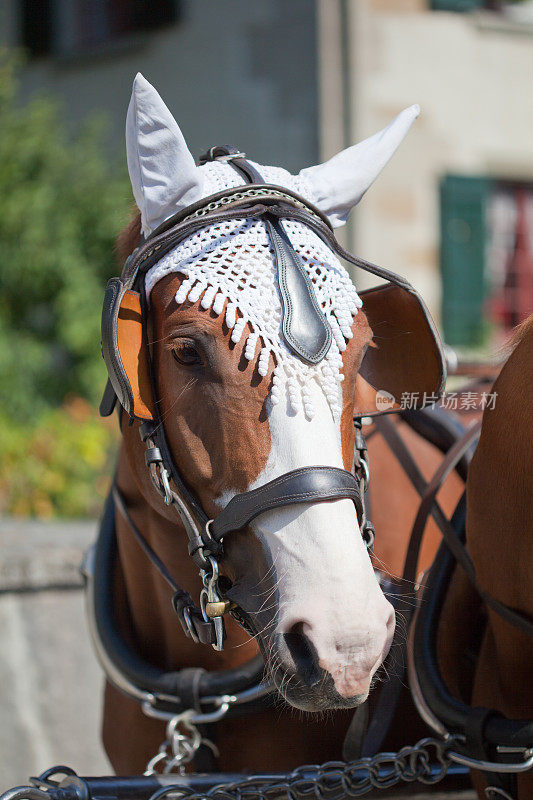 马与马眼罩