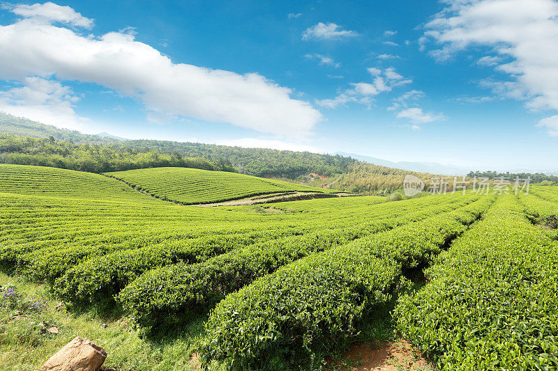 图案亮丽，绿油油的茶园在山上