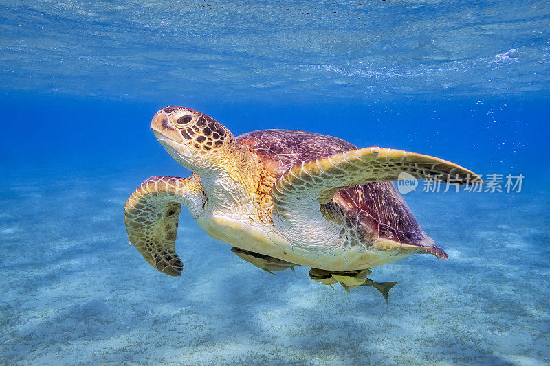 在红海上游动的绿海龟-马萨阿拉姆