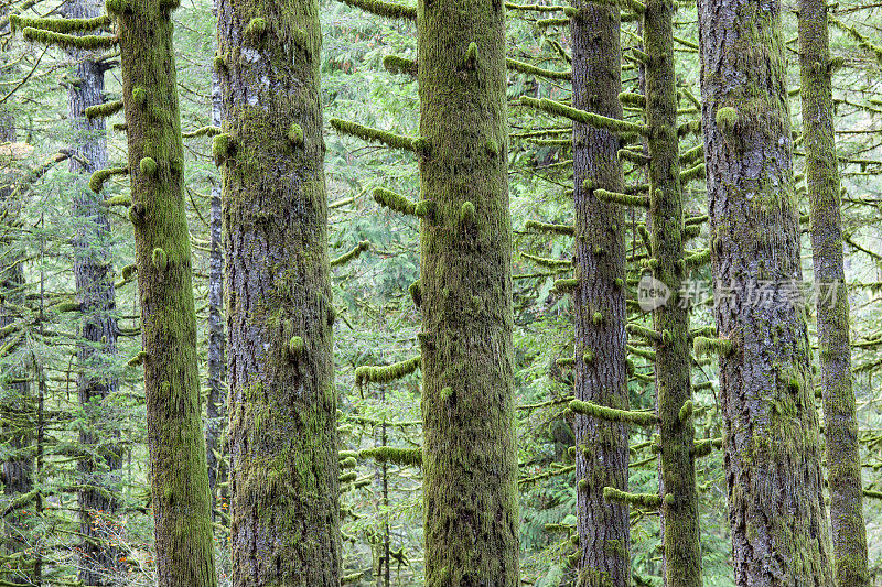 俄勒冈州的森林。