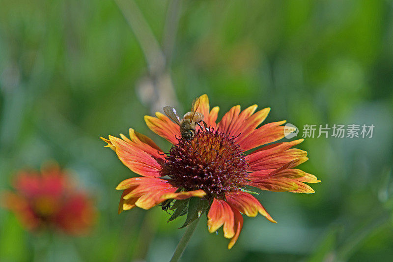 蜜蜂在野花上