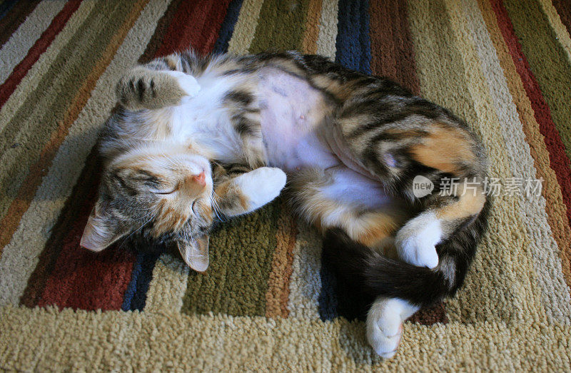 阉割后的猫睡在条纹地毯上