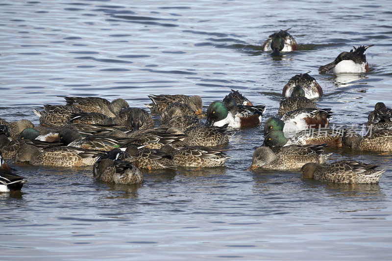 科罗拉多州利特尔顿湖哈里曼水库周围的北方铲鸭正在觅食