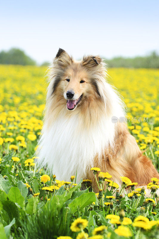 牧羊犬坐在春天的草地上