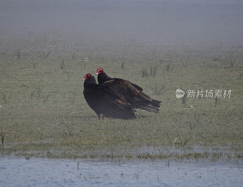 和平鹰红头发