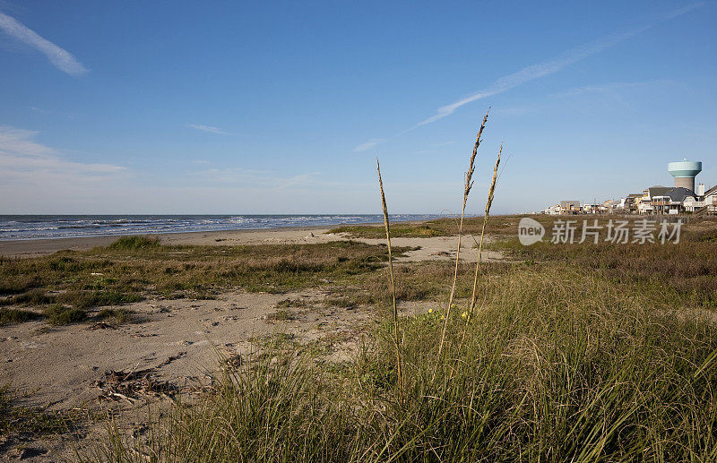 德克萨斯州加尔维斯顿海滩上的沙丘植被