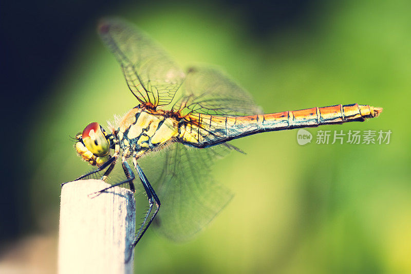美丽多彩的蜻蜓在干竹竿上休息在夏天的宏观拍摄