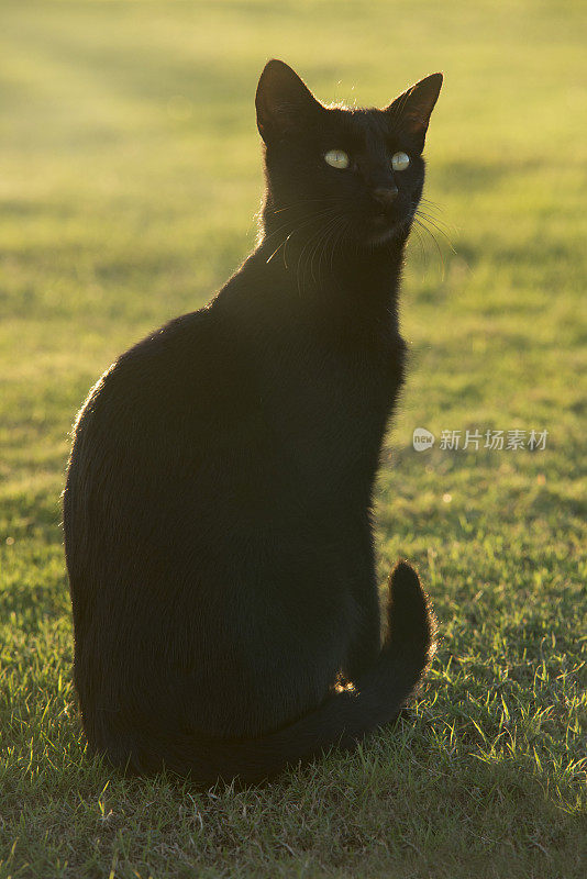 黑色的猫