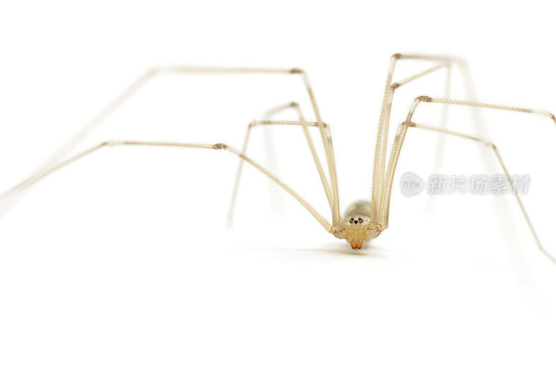 爸爸长腿蜘蛛(phalangioides)特写