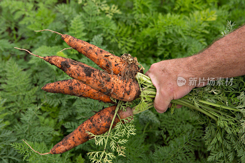 新鲜采摘胡萝卜