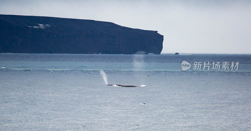 南极洲:利文斯通岛的座头鲸