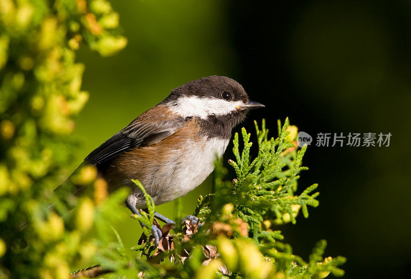 Chestnut-backed山雀