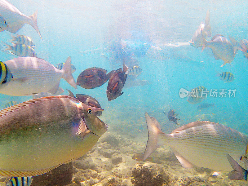 与热带珊瑚礁鱼类在夏威夷岛上浮潜