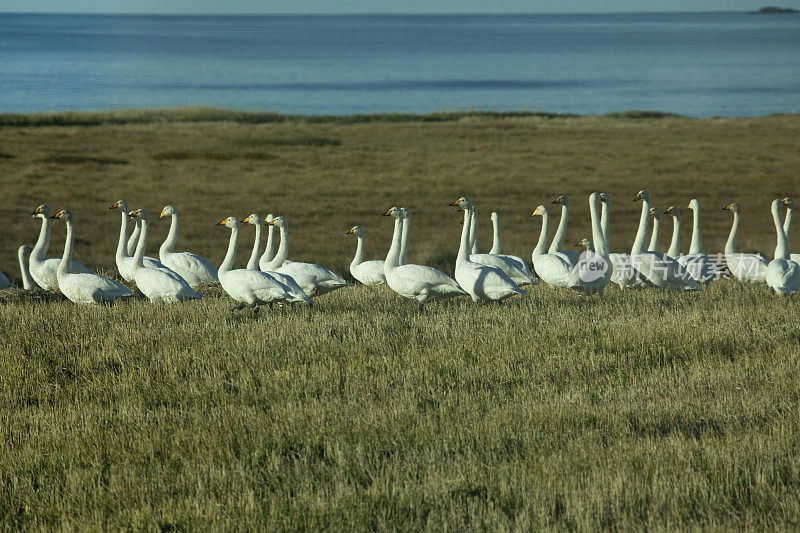 大天鹅群漫步于冰岛斯奈费尔斯半岛海岸