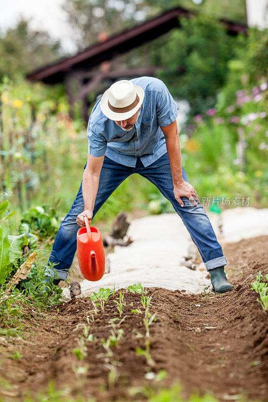成熟的男人给他的有机蔬菜花园浇水