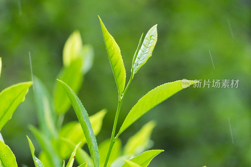 茶叶特写